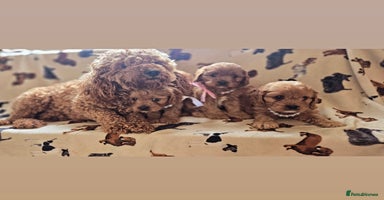 Cavapoo dogs - Advert 13
