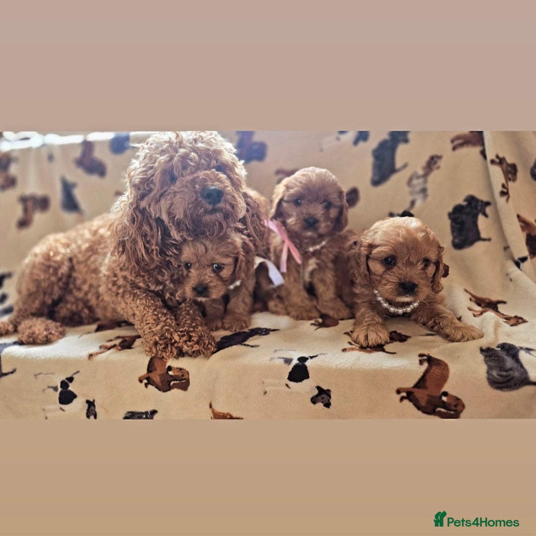 Cavapoo dogs for sale: Ruby red cavapoo puppies - Image 7
