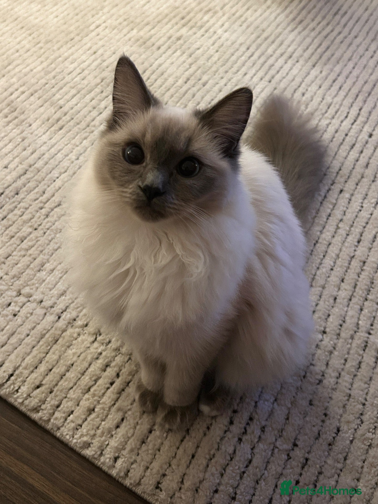Ragdoll cats Male & Female Ragdolls for sale  - Advert 17