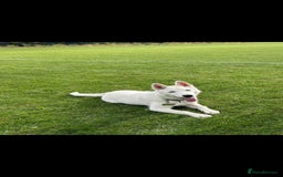 Siberian Husky dogs for sale: TRAINED siberian husky puppy white - Image 1