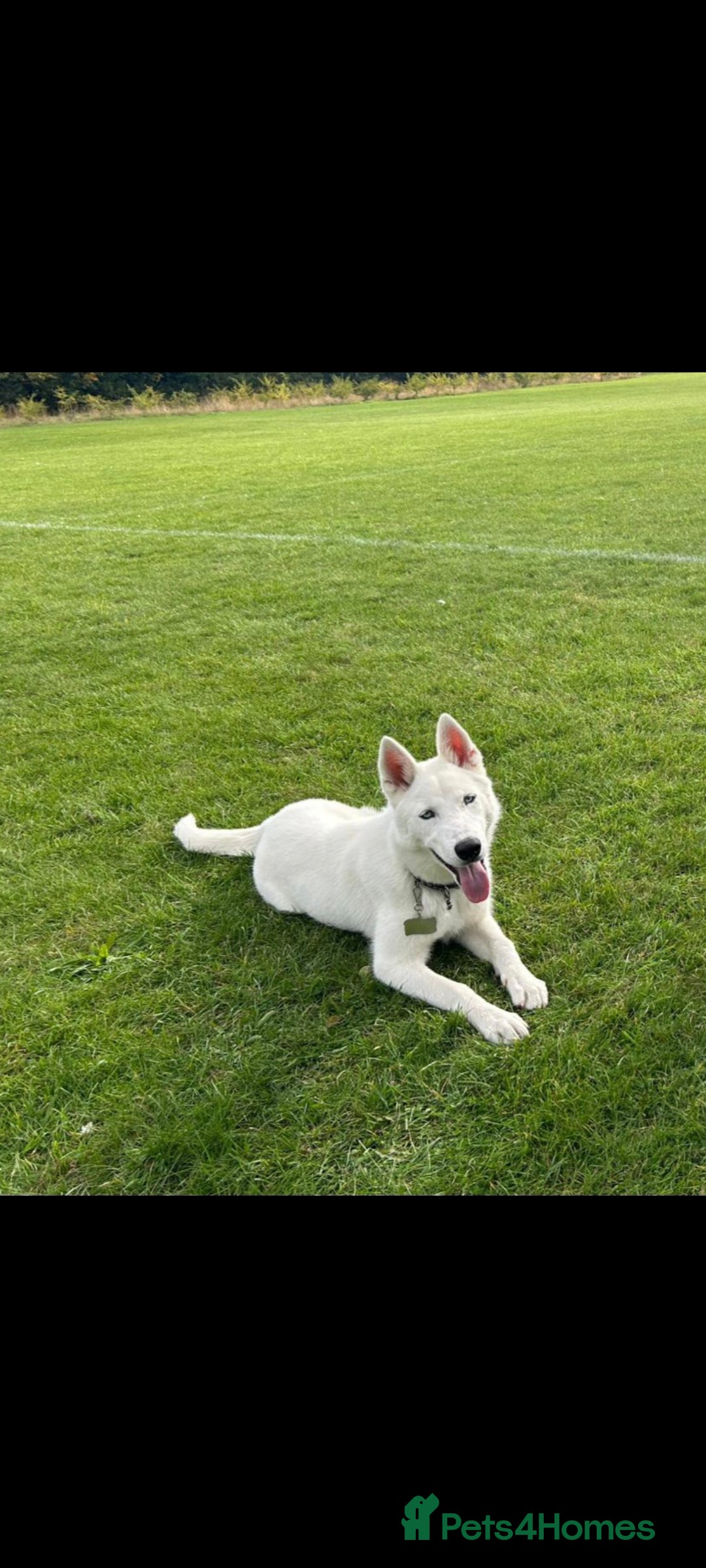 Siberian Husky dogs for sale: TRAINED siberian husky puppy white - Image 1