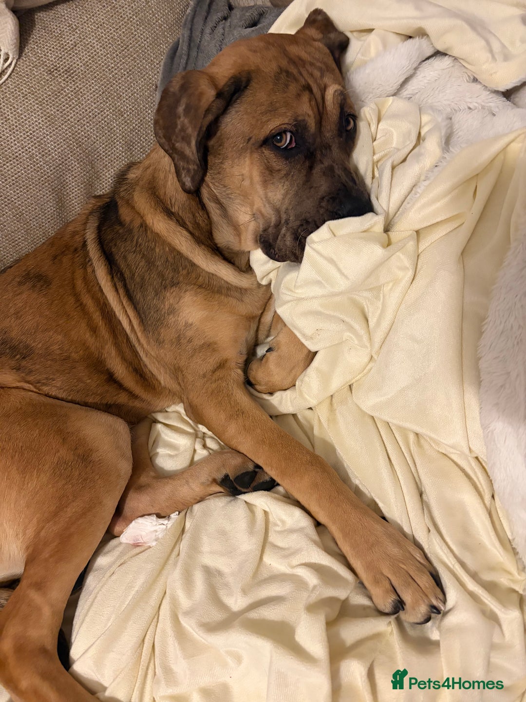 Cane Corso dogs for sale: 7 month female cane corso for sale  - Advert 2