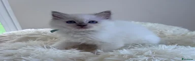 Ragdoll 2