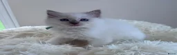Ragdoll cats for sale: ✨ Beautiful GCCF Registered Ragdoll Kittens ✨ - Advert 33