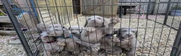 Weimaraner dogs for sale: Long & Short Haired Weimaraner KC reg - Advert 16