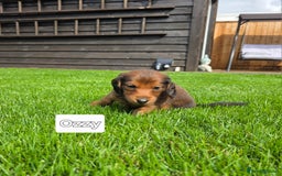 Dachshund dogs for sale: Red long-haired standard dachshund puppies - Image 27
