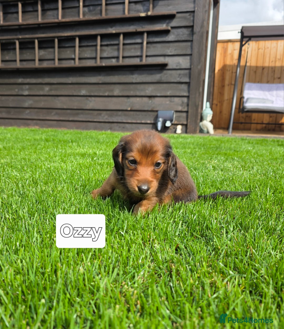Dachshund dogs for sale: Red long-haired standard dachshund puppies - Image 27