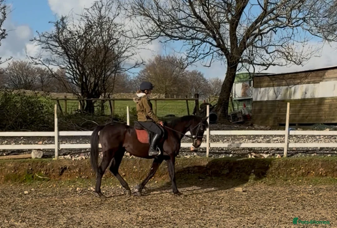 Irish Thoroughbred horses for sale: 15hh 5 year old gelding in Bargoed - Advert 2