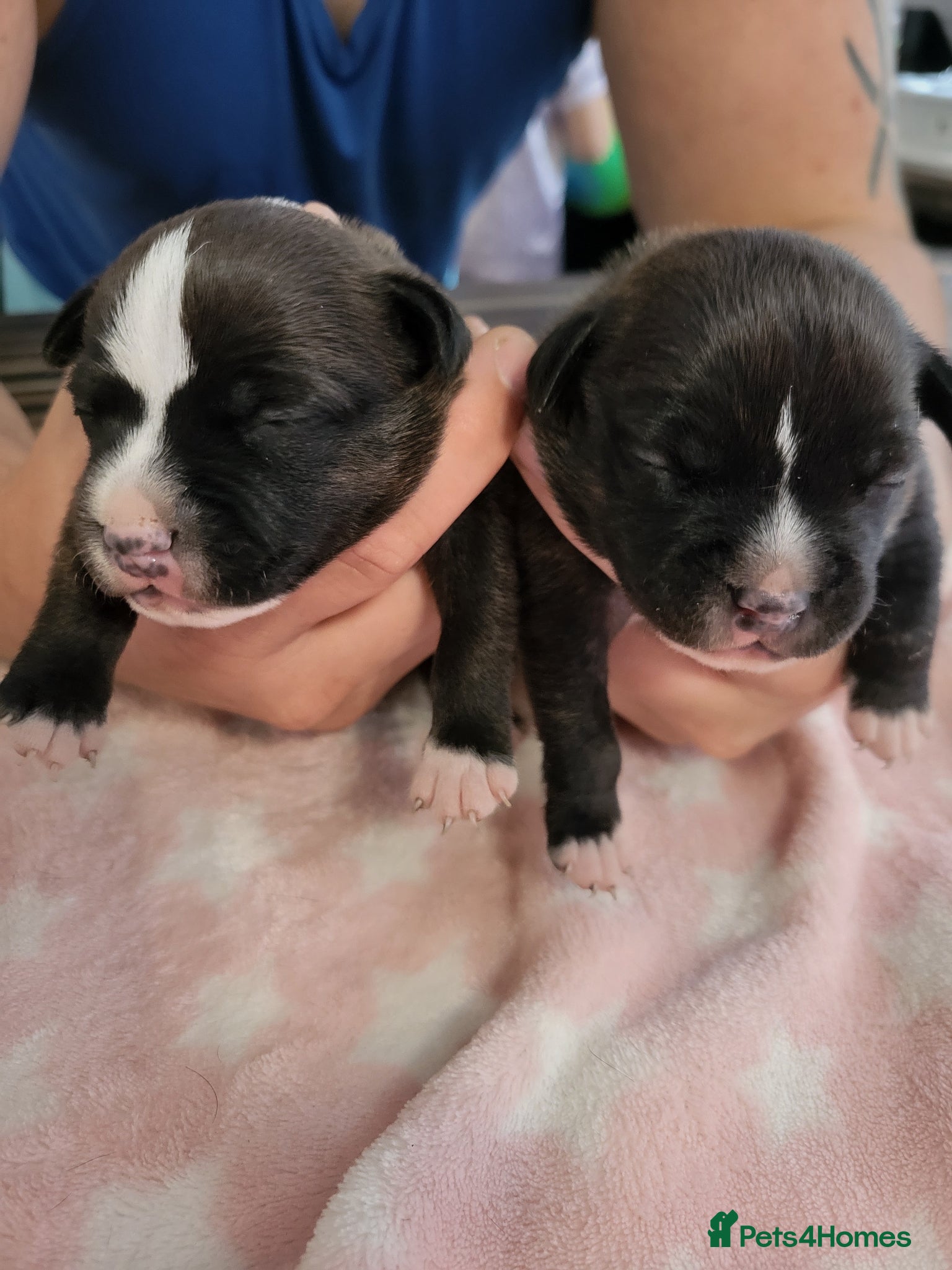 Staffordshire Bull Terrier dogs for sale: Kc Staffordshire bull terrier pups in Hebburn - Advert 1