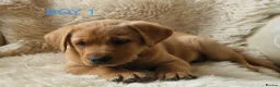 Labrador Retriever dogs for sale: 🐕🐕 6 adorable old English Labrador puppys 🐕🐕 - Advert 16