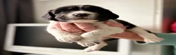 English Springer Spaniel dogs for sale: Outstanding litter looking for fantastic homes - Advert 16
