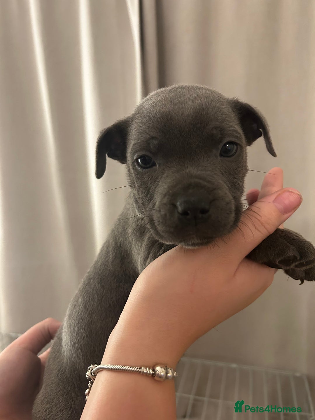 Staffordshire Bull Terrier dogs for sale: Stunning pure blue staffies - Image 6