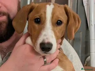 Mixed Breed dogs Jack Russell x Dachshund for sale - Advert 1