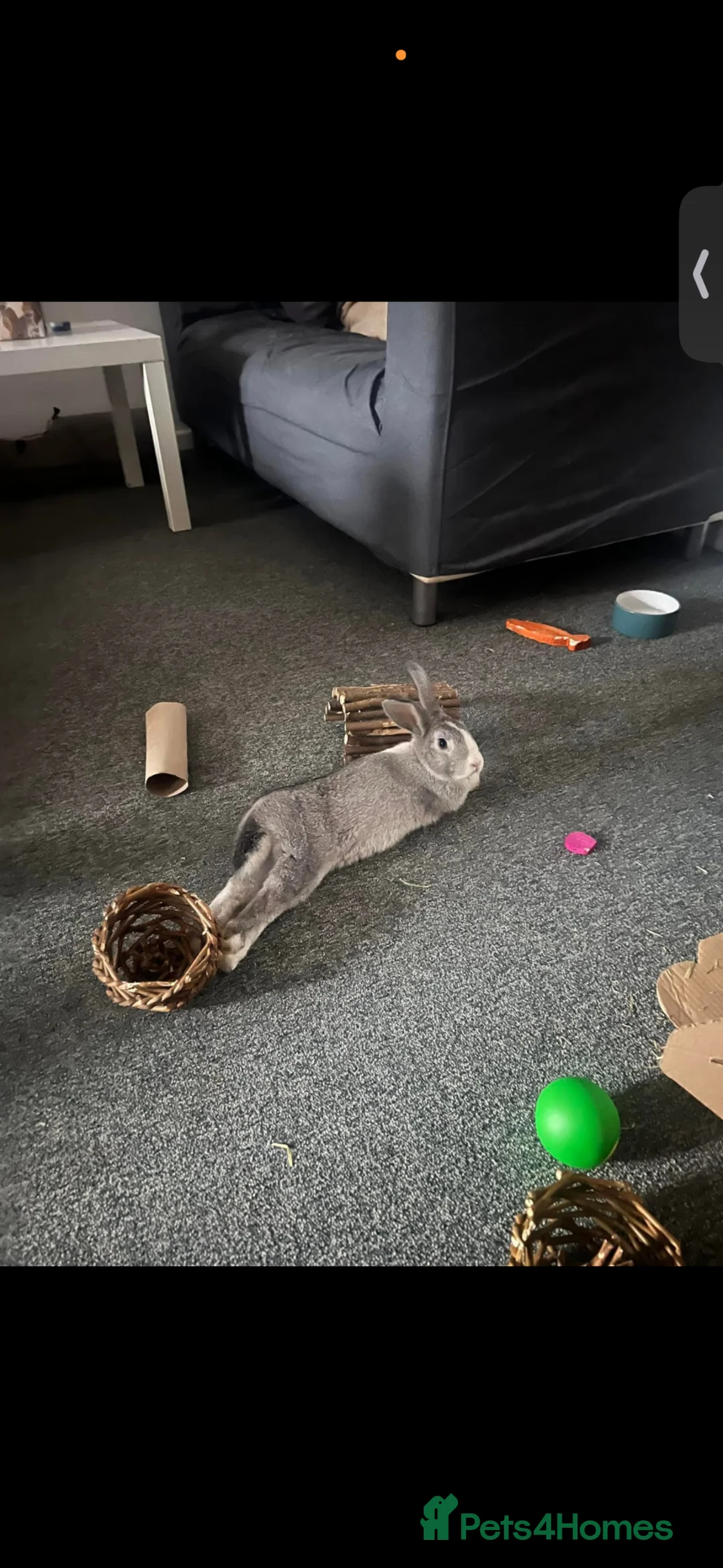 Dutch rabbits for sale: Oslo - Beautiful white and grey bunny - Advert 1