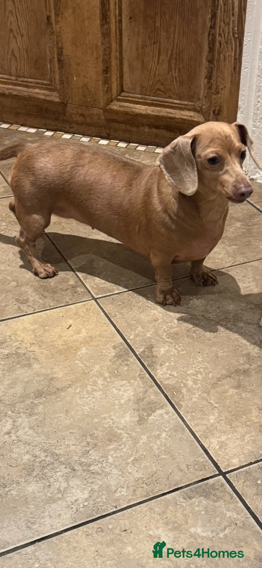 Miniature Dachshund dogs for sale: Gorgeous Female Dachshund  - Advert 3