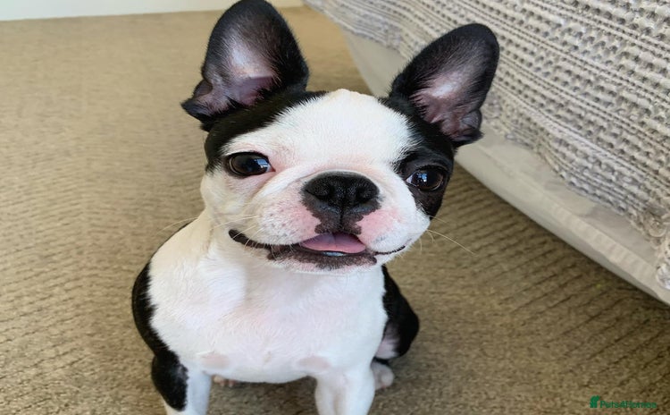 Boston Terrier dogs - Advert 1