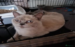 British Shorthair cats for sale: Gorgeous British short haired kittens READY NOW - Image 13