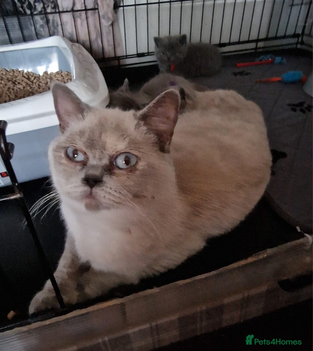 British Shorthair cats for sale: Gorgeous British short haired kittens READY NOW - Image 13