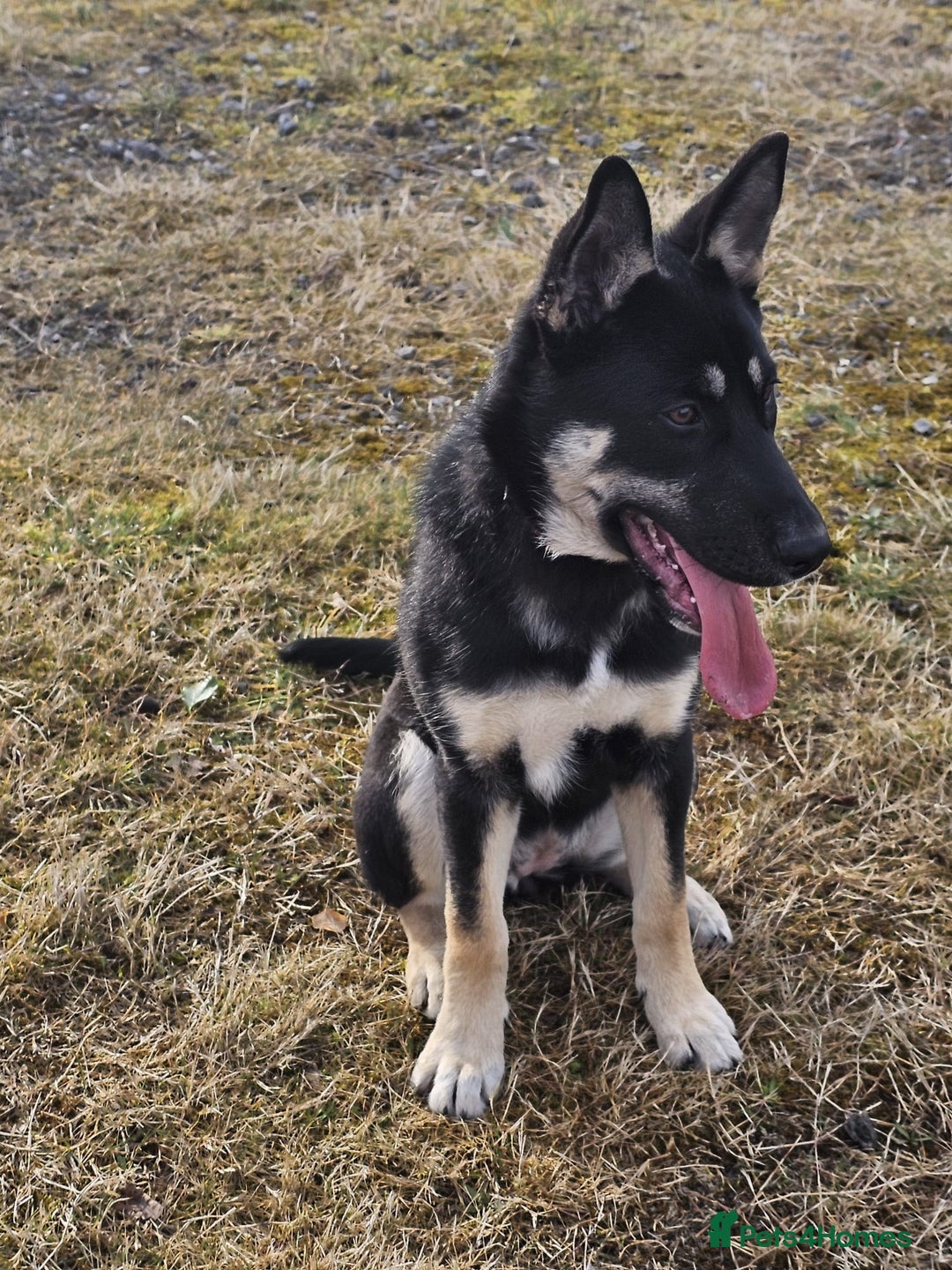 German Shepherd dogs for sale: Beautiful Family loving German Shepard - Image 3