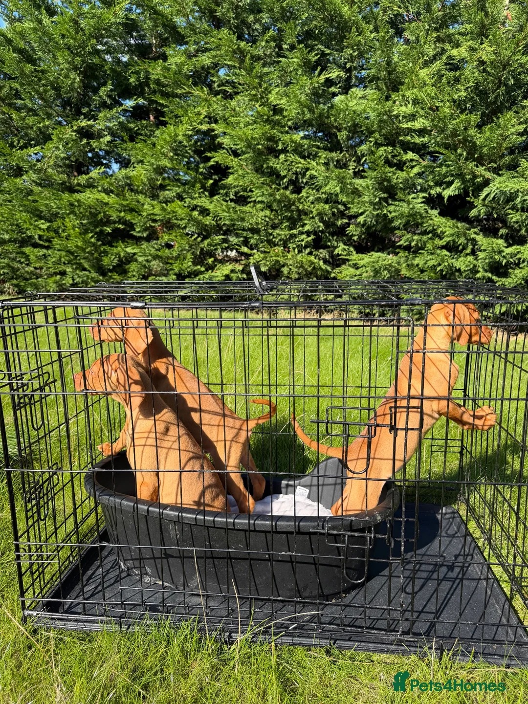 Hungarian Vizsla dogs for sale: KC HUNGARIAN VIZSLA TOP PEDIGREE 3 LEFT in Saltburn-by-the-Sea - Advert 8