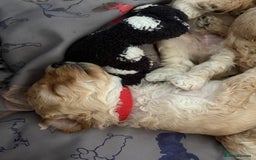 Toy Poodle dogs for sale: Stunning litter of Toy Poodles - Image 31
