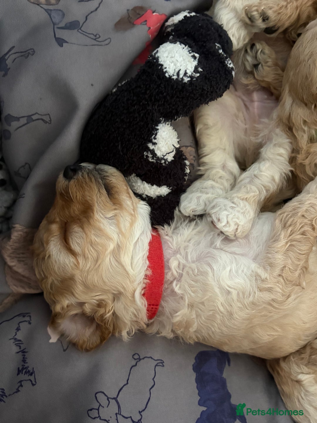 Toy Poodle dogs for sale: Stunning litter of Toy Poodles - Image 31