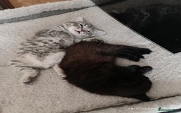 Mixed Breed cats for sale: Tabby kitten - Image 5