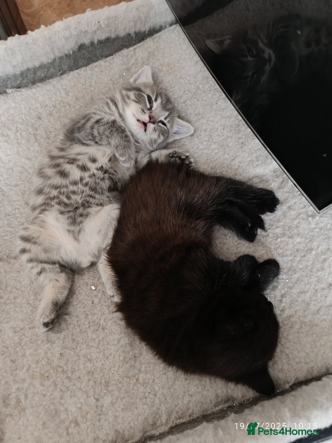 Mixed Breed cats for sale: Tabby kitten - Image 5