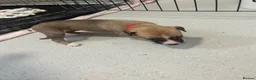 Mixed Breed dogs for sale: Beautiful Whippet/Greyhound Puppies - Advert 15