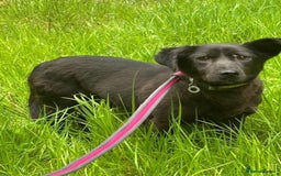 Mixed Breed dogs for adoption: Blossy - Norwich Norfolk  - Image 2