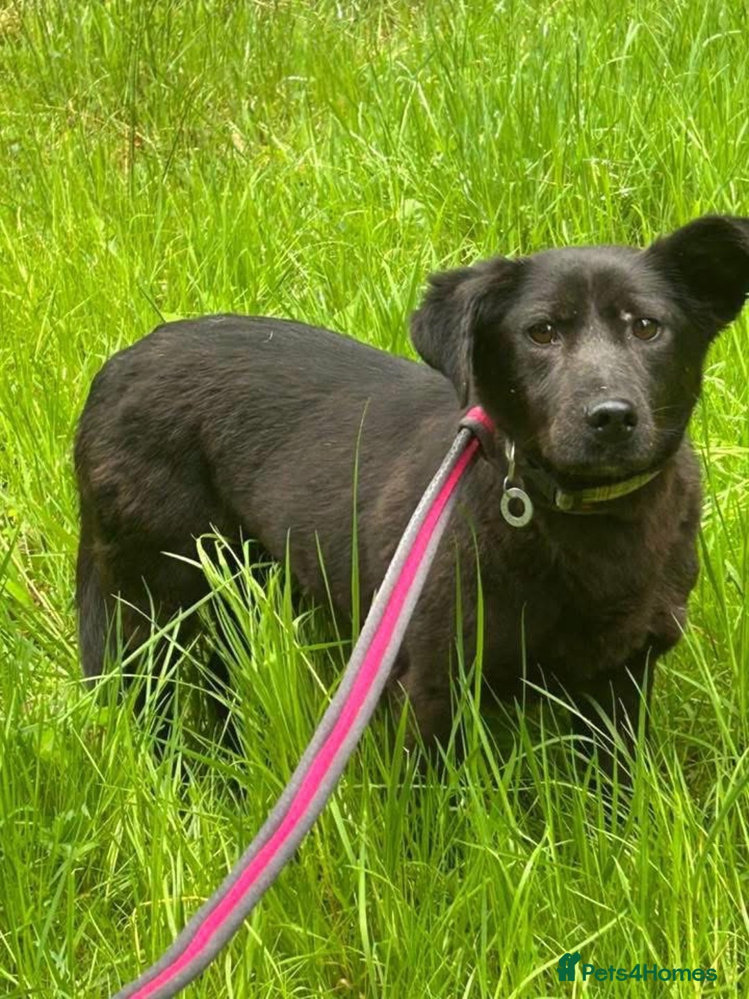 Mixed Breed dogs for adoption: Blossy - Norwich Norfolk  - Image 2