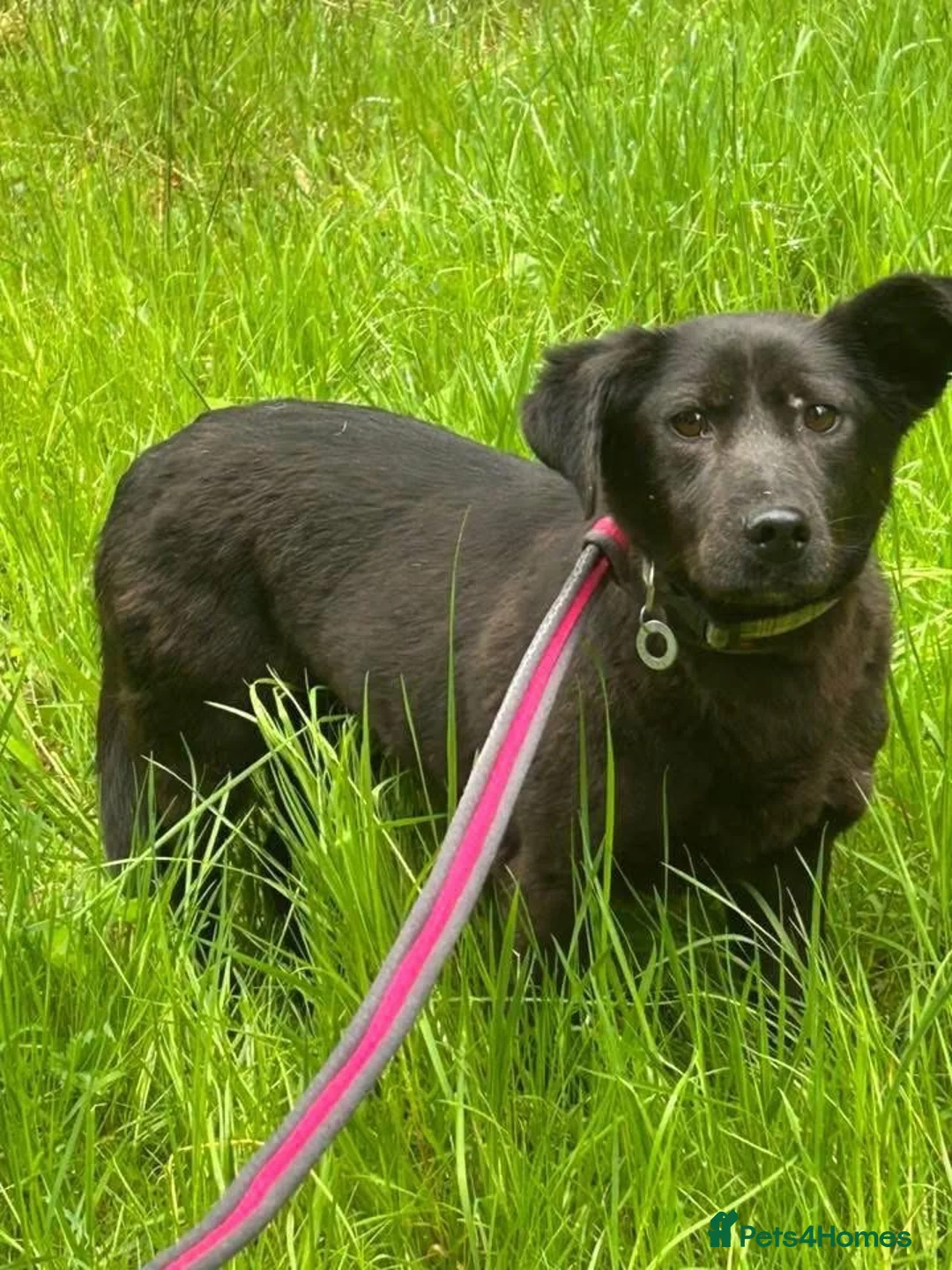 Mixed Breed dogs for adoption: Blossy - Norwich Norfolk  - Advert 2