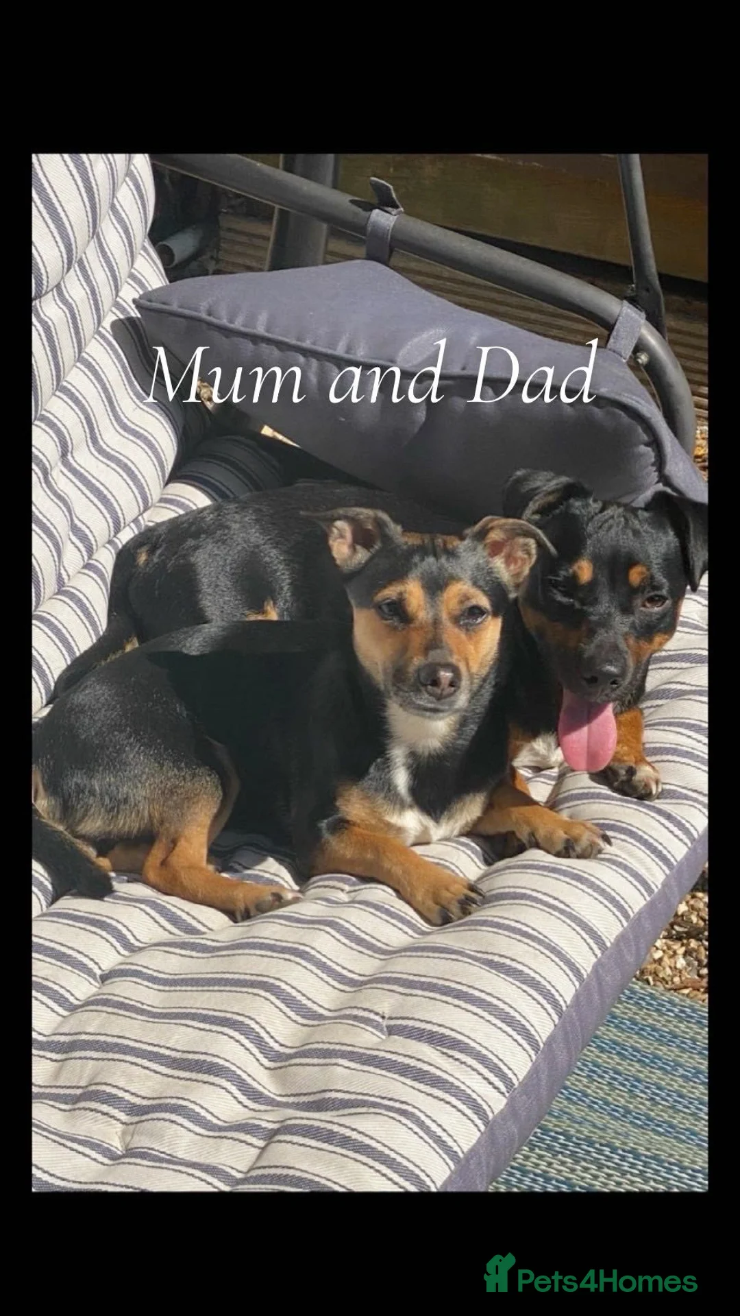 Jack Russell dogs for sale: jack russel puppies  - Advert 1