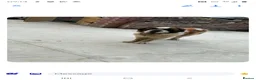 Saint Bernard dogs for stud: Beautiful saint Bernard stud  - Advert 2