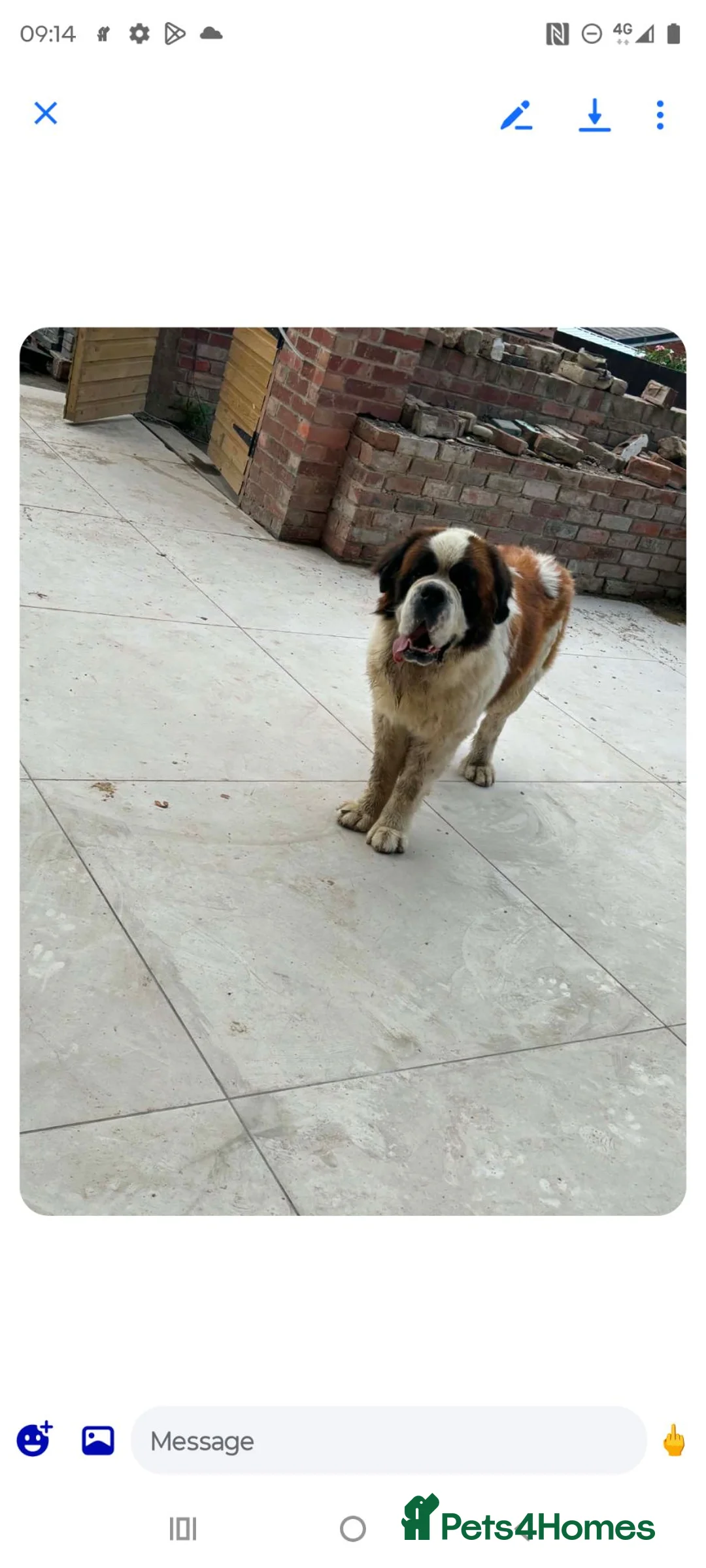Saint Bernard dogs for stud: Beautiful saint Bernard stud  - Advert 2