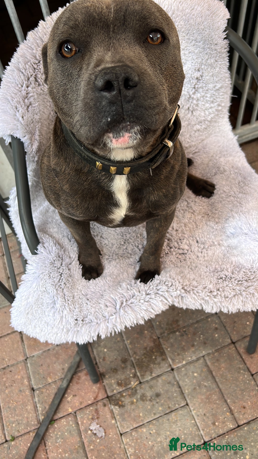 Staffordshire Bull Terrier dogs for stud: Stunning kc reg Staffordshire bull terrier stud  - Image 2
