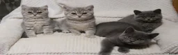 British Shorthair cats for sale: Stunning Active female - Advert 2