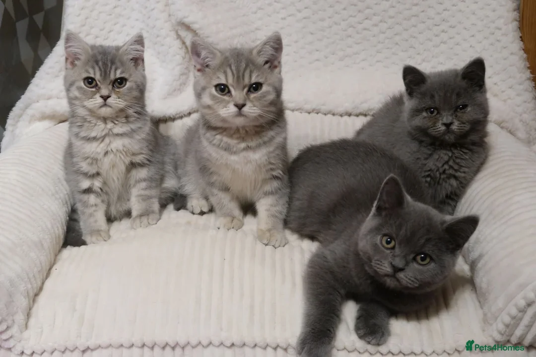 British Shorthair cats for sale: Stunning Active female - Advert 2
