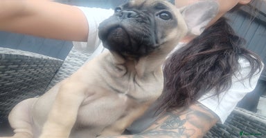 French Bulldog dogs - Advert 4