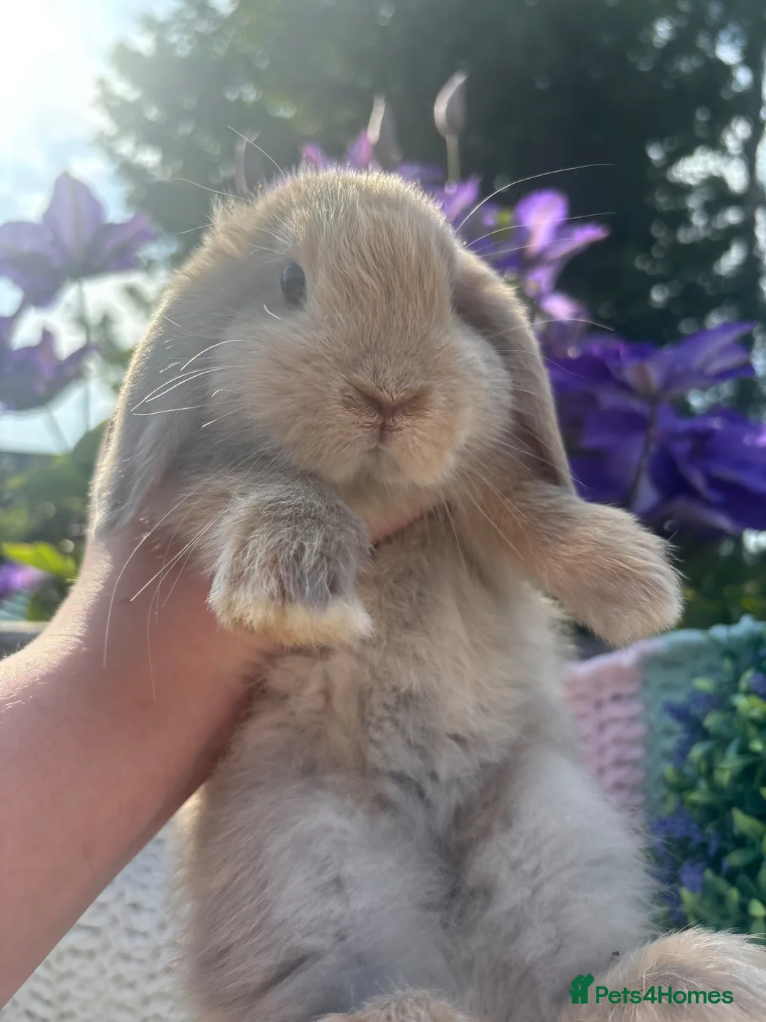 Mini Lop rabbits for sale: 2 lovely girls for 5⭐️ homes  in Ferryhill - Advert 3