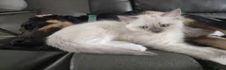 Ragdoll cats for sale: Gccf Registered Ragdoll kittens  in Prenton - Advert 21