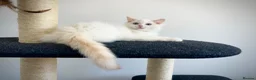 Ragdoll cats for sale: Last three ragdoll kittens! Don’t miss out! - Advert 18