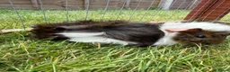 Guinea Pig rodents for sale: Baby Guinea pigs! - Advert 9