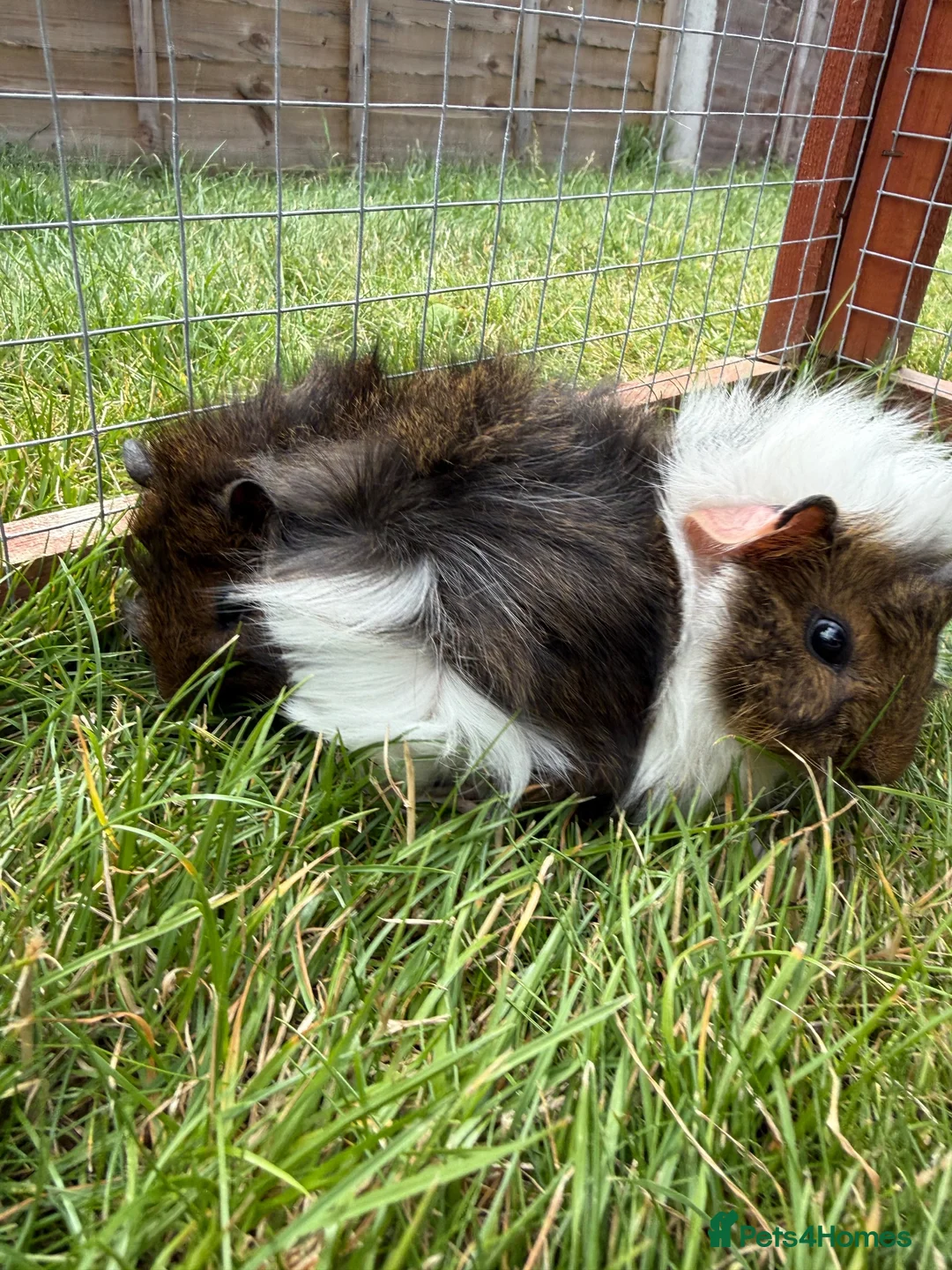 Guinea Pig rodents for sale: Baby Guinea pigs! - Advert 10