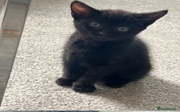 Mixed Breed cats for sale: Kittens  - Image 18