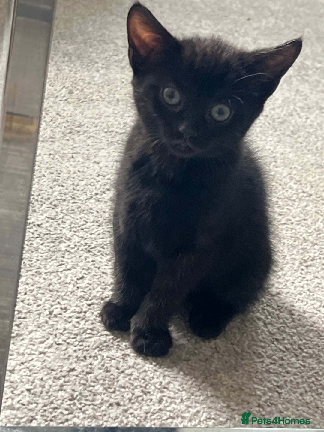 Mixed Breed cats for sale: Kittens  - Image 18