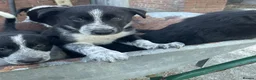Border Collie dogs for sale: Border Collie Pups in Caersws - Advert 2