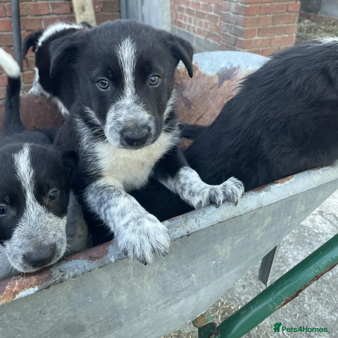 Border Collie dogs for sale: Border Collie Pups in Caersws - Advert 2