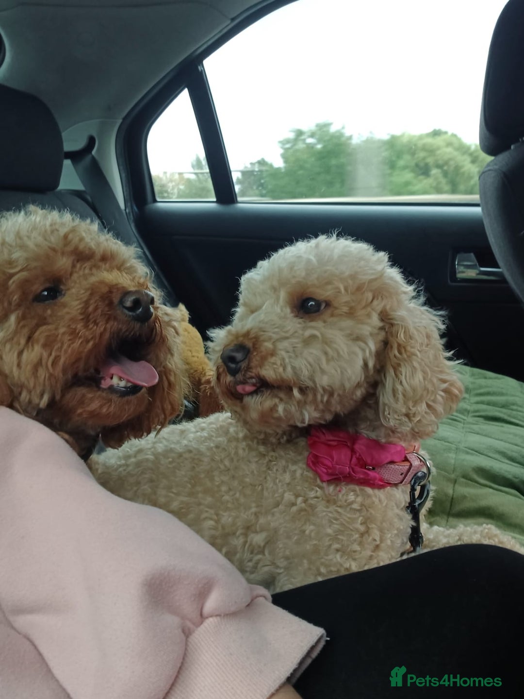 Miniature Poodle dogs for stud: Chocolate brown Miniature Poodle Stud - Advert 7