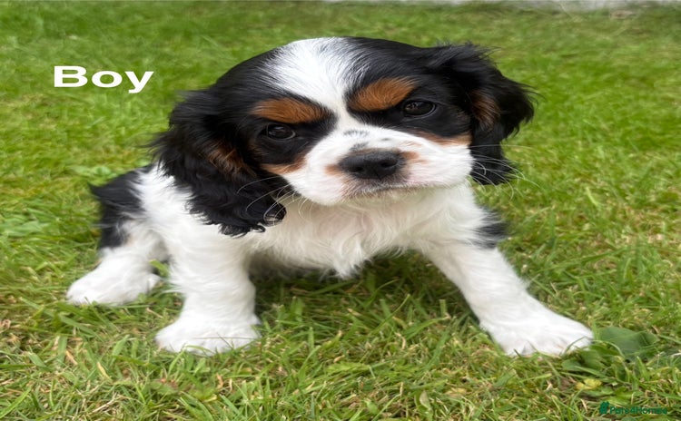 Cavalier King Charles Spaniel dogs - Advert 3